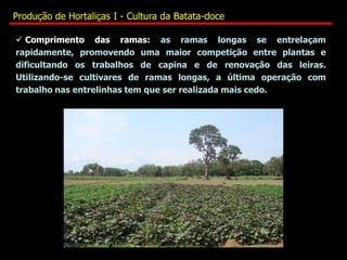  Comprimento das ramas: as ramas longas se entrelaçam
rapidamente, promovendo uma maior competição entre plantas e
dificultando os trabalhos de capina e de renovação das leiras.
Utilizando-se cultivares de ramas longas, a última operação com
trabalho nas entrelinhas tem que ser realizada mais cedo.
Produção de Hortaliças I - Cultura da Batata-doce
 