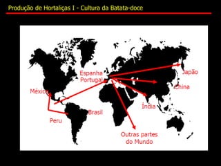 Produção de Hortaliças I - Cultura da Batata-doce
 