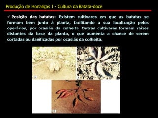  Posição das batatas: Existem cultivares em que as batatas se
formam bem junto à planta, facilitando a sua localização pelos
operários, por ocasião da colheita. Outras cultivares formam raízes
distantes da base da planta, o que aumenta a chance de serem
cortadas ou danificadas por ocasião da colheita.
Produção de Hortaliças I - Cultura da Batata-doce
 