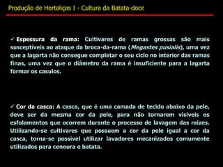  Espessura da rama: Cultivares de ramas grossas são mais
susceptíveis ao ataque da broca-da-rama (Megastes pusialis), uma vez
que a lagarta não consegue completar o seu ciclo no interior das ramas
finas, uma vez que o diâmetro da rama é insuficiente para a lagarta
formar os casulos.
 Cor da casca: A casca, que é uma camada de tecido abaixo da pele,
deve ser da mesma cor da pele, para não tornarem visíveis os
esfolamentos que ocorrem durante o processo de lavagem das raízes.
Utilizando-se cultivares que possuem a cor da pele igual a cor da
casca, torna-se possível utilizar lavadores mecanizados comumente
utilizados para cenoura e batata.
Produção de Hortaliças I - Cultura da Batata-doce
 