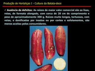  Ausência de defeitos: As raízes de maior valor comercial são as lisas,
retas, de formato alongado, com cerca de 20 cm de comprimento e
peso de aproximadamente 300 g. Raízes muito longas, tortuosas, com
veias, e danificadas por insetos ou por cortes e esfolamentos, são
menos aceitas pelos consumidores.
Produção de Hortaliças I - Cultura da Batata-doce
 