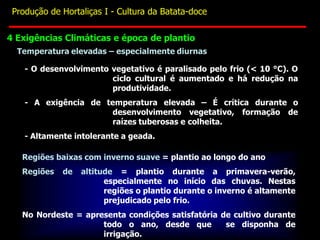 Temperatura elevadas – especialmente diurnas
- O desenvolvimento vegetativo é paralisado pelo frio (< 10 °C). O
ciclo cultural é aumentado e há redução na
produtividade.
- A exigência de temperatura elevada – É crítica durante o
desenvolvimento vegetativo, formação de
raízes tuberosas e colheita.
- Altamente intolerante a geada.
Regiões baixas com inverno suave = plantio ao longo do ano
Regiões de altitude = plantio durante a primavera-verão,
especialmente no início das chuvas. Nestas
regiões o plantio durante o inverno é altamente
prejudicado pelo frio.
No Nordeste = apresenta condições satisfatória de cultivo durante
todo o ano, desde que se disponha de
irrigação.
4 Exigências Climáticas e época de plantio
Produção de Hortaliças I - Cultura da Batata-doce
 
