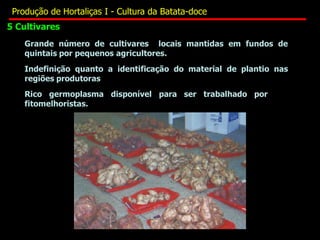 Indefinição quanto a identificação do material de plantio nas
regiões produtoras
Rico germoplasma disponível para ser trabalhado por
fitomelhoristas.
Grande número de cultivares locais mantidas em fundos de
quintais por pequenos agricultores.
5 Cultivares
Produção de Hortaliças I - Cultura da Batata-doce
 