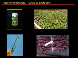 Produção de Hortaliças I - Cultura da Batata-doce
 