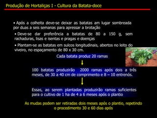 • Após a colheita deve-se deixar as batatas am lugar sombreada
por duas a seis semanas para apressar a brotação
• Deve-se dar preferência a batatas de 80 a 150 g, sem
rachaduras, lisas e isentas e pragas e doenças
Cada batata produz 20 ramas
100 batatas produzirão 2000 ramas após dois a três
meses, de 30 a 40 cm de comprimento e 8 – 10 entrenós.
Essas, ao serem plantadas produzirão ramas suficientes
para o cultivo de 1 ha de 4 a 6 meses após o plantio
As mudas podem ser retiradas dois meses após o plantio, repetindo
o procedimento 30 e 60 dias após
• Plantam-se as batatas em sulcos longitudinais, abertos no leito do
viveiro, no espaçamento de 80 x 30 cm.
Produção de Hortaliças I - Cultura da Batata-doce
 