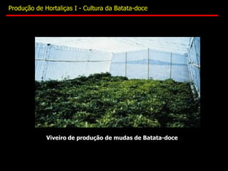 Viveiro de produção de mudas de Batata-doce
Produção de Hortaliças I - Cultura da Batata-doce
 