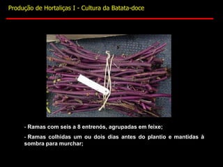 - Ramas com seis a 8 entrenós, agrupadas em feixe;
- Ramas colhidas um ou dois dias antes do plantio e mantidas à
sombra para murchar;
Produção de Hortaliças I - Cultura da Batata-doce
 