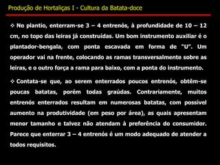  No plantio, enterram-se 3 – 4 entrenós, à profundidade de 10 – 12
cm, no topo das leiras já construídas. Um bom instrumento auxiliar é o
plantador-bengala, com ponta escavada em forma de “U”. Um
operador vai na frente, colocando as ramas transversalmente sobre as
leiras, e o outro força a rama para baixo, com a ponta do instrumento.
 Contata-se que, ao serem enterrados poucos entrenós, obtêm-se
poucas batatas, porém todas graúdas. Contrariamente, muitos
entrenós enterrados resultam em numerosas batatas, com possível
aumento na produtividade (em peso por área), as quais apresentam
menor tamanho e talvez não atendam à preferência do consumidor.
Parece que enterrar 3 – 4 entrenós é um modo adequado de atender a
todos requisitos.
Produção de Hortaliças I - Cultura da Batata-doce
 