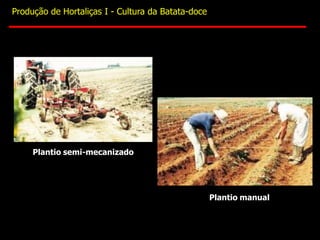 Plantio manual
Plantio semi-mecanizado
Produção de Hortaliças I - Cultura da Batata-doce
 