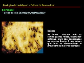 • Broca-da-raíz (Euscepes postfasciatus)
14 Pragas
Danos:
As larvas atacam tanto as
ramas quanto raízes, escavando
galerias, onde são depositados
os dejetos fecais. É nas raízes
que elas se desenvolvem e
provocam os maiores estragos.
Produção de Hortaliças I - Cultura da Batata-doce
 