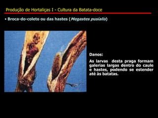 • Broca-do-coleto ou das hastes (Megastes pusialis)
Danos:
As larvas desta praga formam
galerias largas dentro do caule
e hastes, podendo se estender
até às batatas.
Produção de Hortaliças I - Cultura da Batata-doce
 