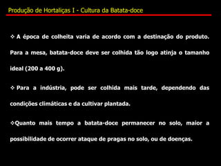  A época de colheita varia de acordo com a destinação do produto.
Para a mesa, batata-doce deve ser colhida tão logo atinja o tamanho
ideal (200 a 400 g).
 Para a indústria, pode ser colhida mais tarde, dependendo das
condições climáticas e da cultivar plantada.
Quanto mais tempo a batata-doce permanecer no solo, maior a
possibilidade de ocorrer ataque de pragas no solo, ou de doenças.
Produção de Hortaliças I - Cultura da Batata-doce
 