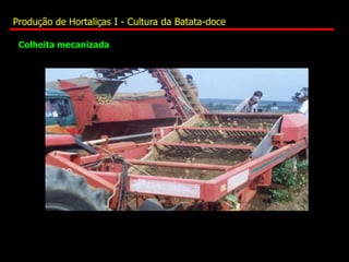 Colheita mecanizada
Produção de Hortaliças I - Cultura da Batata-doce
 