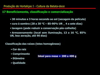 • 30 minutos a 3 horas secando ao sol (secagem da película)
• cura à sombra (28 a 30 °C – 85-90% UR _ 4 a sete dias)
• lavagem (pode reduzir a conservação pós-colheita)
• Armazenamento (local sem iluminação, 13 a 16 °C, 85%
UR, boa aeração, até 90 dias)
Classificação das raízes (lotes homogêneos)
• Cor da raiz
• Comprimento
• Diâmetro
• Qualidade
Ideal para mesa = 200 a 400 g
17 Beneficiamento, classificação e comercialização
Produção de Hortaliças I - Cultura da Batata-doce
 