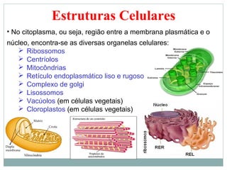 Estruturas Celulares
• No citoplasma, ou seja, região entre a membrana plasmática e o
núcleo, encontra-se as diversas organelas celulares:
    Ribossomos
    Centríolos
    Mitocôndrias
    Retículo endoplasmático liso e rugoso
    Complexo de golgi
    Lisossomos
    Vacúolos (em células vegetais)
    Cloroplastos (em células vegetais)
 