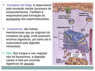  Complexo de Golgi: é responsável
  pela secreção celular (processo de
  empacotamento). Também é
  responsável pela formação do
  acrossomo dos espermatozoides.


 Lisossomos: são bolsas
  membranosas que se originam do
  complexo de golgi, onde possuem
  enzimas digestivas, por tanto ela é
  responsável pela digestão
  intracelular.

 Obs. Nos fungos e nos vegetais
  não há lisossomos, a digestão
  celular é feita por enzimas
  digestivas do vacúolo.
 