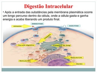 Digestão Intracelular
• Após a entrada das substâncias pela membrana plasmática ocorre
um longo percurso dentro da célula, onde a célula gasta e ganha
energia e acaba liberando um produto final.
 