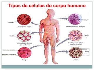 Tipos de células do corpo humano
 