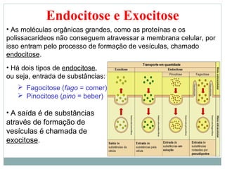 Endocitose e Exocitose
• As moléculas orgânicas grandes, como as proteínas e os
polissacarídeos não conseguem atravessar a membrana celular, por
isso entram pelo processo de formação de vesículas, chamado
endocitose.
• Há dois tipos de endocitose,
ou seja, entrada de substâncias:
    Fagocitose (fago = comer)
    Pinocitose (pino = beber)

• A saída é de substâncias
através de formação de
vesículas é chamada de
exocitose.
 