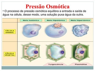 Pressão Osmótica
• O processo de pressão osmótica equilibra a entrada e saída de
água na célula, desse modo, uma solução puxa água da outra.
 