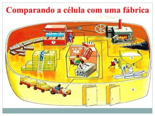 Comparando a célula com uma fábrica
 
