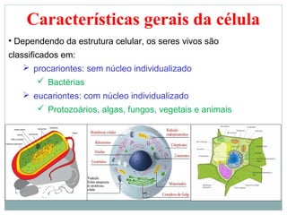 Características gerais da célula
• Dependendo da estrutura celular, os seres vivos são
classificados em:
     procariontes: sem núcleo individualizado
        Bactérias
    eucariontes: com núcleo individualizado
       Protozoários, algas, fungos, vegetais e animais
 