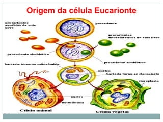Origem da célula Eucarionte
 