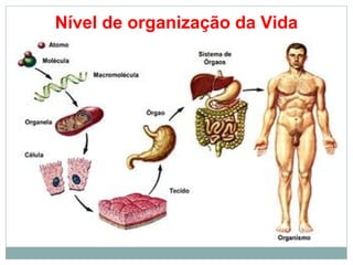 Nível de organização da Vida
 