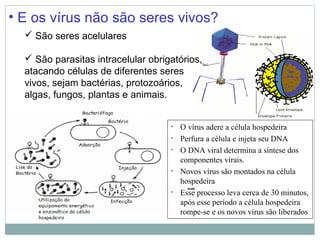 • E os vírus não são seres vivos?
   São seres acelulares

   São parasitas intracelular obrigatórios,
  atacando células de diferentes seres
  vivos, sejam bactérias, protozoários,
  algas, fungos, plantas e animais.


                                    •   O vírus adere a célula hospedeira
                                    •   Perfura a célula e injeta seu DNA
                                    •   O DNA viral determina a síntese dos
                                        componentes virais.
                                    •   Novos vírus são montados na célula
                                        hospedeira
                                    •   Esse processo leva cerca de 30 minutos,
                                        após esse período a célula hospedeira
                                        rompe-se e os novos vírus são liberados
 