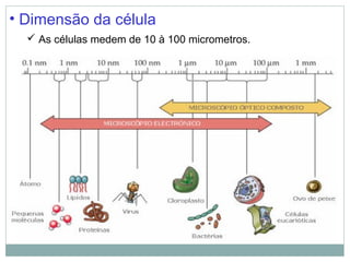• Dimensão da célula
   As células medem de 10 à 100 micrometros.
 