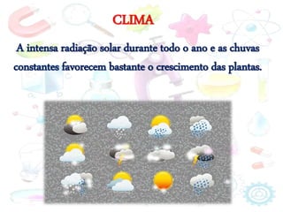 CLIMA
A intensa radiação solar durante todo o ano e as chuvas
constantes favorecem bastante o crescimento das plantas.
 