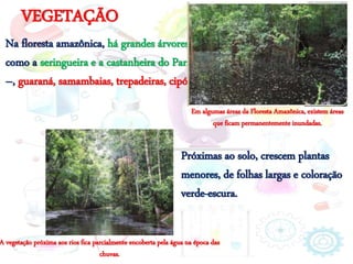 VEGETAÇÃO
Na floresta amazônica, há grandes árvores –
como a seringueira e a castanheira do Pará
–, guaraná, samambaias, trepadeiras, cipós.
Próximas ao solo, crescem plantas
menores, de folhas largas e coloração
verde-escura.
Em algumas áreas da Floresta Amazônica, existem áreas
que ficam permanentemente inundadas.
A vegetação próxima aos rios fica parcialmente encoberta pela água na época das
chuvas.
 
