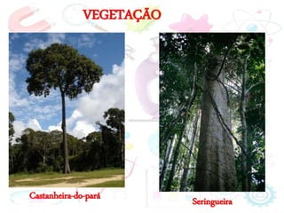 VEGETAÇÃO
Seringueira
Castanheira-do-pará
 