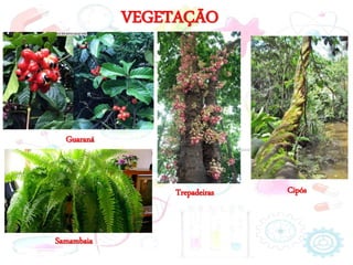 VEGETAÇÃO
Samambaia
Guaraná
Trepadeiras Cipós
 