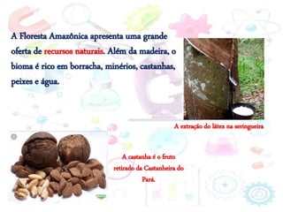A extração do látex na seringueira
A Floresta Amazônica apresenta uma grande
oferta de recursos naturais. Além da madeira, o
bioma é rico em borracha, minérios, castanhas,
peixes e água.
A castanha é o fruto
retirado da Castanheira do
Pará.
 
