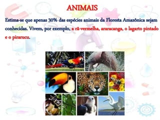ANIMAIS
Estima-se que apenas 30% das espécies animais da Floresta Amazônica sejam
conhecidas. Vivem, por exemplo, a rã-vermelha, araracanga, o lagarto pintado
e o pirarucu.
 