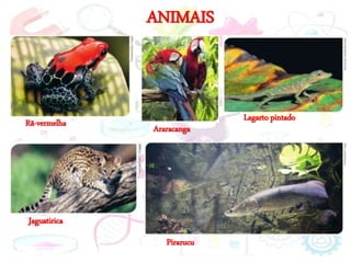 ANIMAIS
Rã-vermelha
Araracanga
Lagarto pintado
Jaguatirica
Pirarucu
 