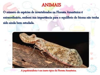 ANIMAIS
A jequitiranaboia é um inseto típico da Floresta Amazônica.
O número de espécies de invertebrados na Floresta Amazônica é
extraordinário, embora sua importância para o equilíbrio do bioma não tenha
sido ainda bem estudada.
 