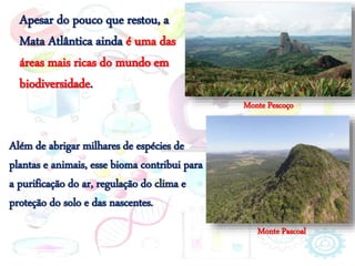 Apesar do pouco que restou, a
Mata Atlântica ainda é uma das
áreas mais ricas do mundo em
biodiversidade.
Além de abrigar milhares de espécies de
plantas e animais, esse bioma contribui para
a purificação do ar, regulação do clima e
proteção do solo e das nascentes.
Monte Pescoço
Monte Pascoal
 