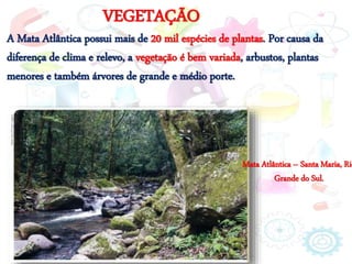 VEGETAÇÃO
A Mata Atlântica possui mais de 20 mil espécies de plantas. Por causa da
diferença de clima e relevo, a vegetação é bem variada, arbustos, plantas
menores e também árvores de grande e médio porte.
Mata Atlântica – Santa Maria, Rio
Grande do Sul.
 