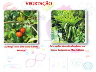 VEGETAÇÃO
A pitanga é uma fruta nativa da Mata
Atlântica.
As bromélias são muito abundantes nos
troncos das árvores da Mata Atlântica
 