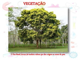 VEGETAÇÃO
O Pau-Brasil, árvore de madeira valiosa que deu origem ao nome do país.
 
