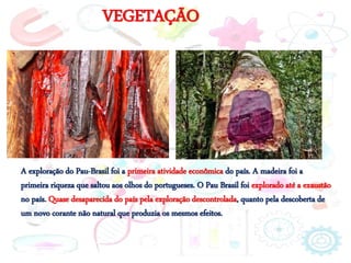 VEGETAÇÃO
A exploração do Pau-Brasil foi a primeira atividade econômica do país. A madeira foi a
primeira riqueza que saltou aos olhos do portugueses. O Pau Brasil foi explorado até a exaustão
no país. Quase desaparecida do país pela exploração descontrolada, quanto pela descoberta de
um novo corante não natural que produzia os mesmos efeitos.
 