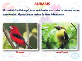 ANIMAIS
São mais de 2 mil de espécies de vertebrados, sem contar os insetos e outros
invertebrados. Alguns animais nativos da Mata Atlântica são:
Tiê-sangue Araçari-banana
 