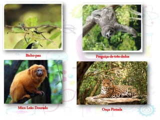 Mico Leão Dourado Onça Pintada
Bicho-pau Preguiça-de-três-dedos
 