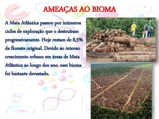 AMEAÇAS AO BIOMA
A Mata Atlântica passou por inúmeros
ciclos de exploração que o destruíram
progressivamente. Hoje restam de 8,5%
da floresta original. Devido ao intenso
crescimento urbano em áreas de Mata
Atlântica ao longo dos ano, esse bioma
foi bastante devastado.
 