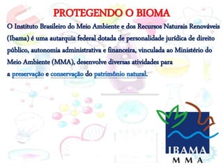 PROTEGENDO O BIOMA
O Instituto Brasileiro do Meio Ambiente e dos Recursos Naturais Renováveis
(Ibama) é uma autarquia federal dotada de personalidade jurídica de direito
público, autonomia administrativa e financeira, vinculada ao Ministério do
Meio Ambiente (MMA), desenvolve diversas atividades para
a preservação e conservação do patrimônio natural.
 