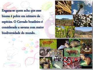 Engana-se quem acha que esse
bioma é pobre em número de
espécies. O Cerrado brasileiro é
considerado a savana com maior
biodiversidade do mundo.
 