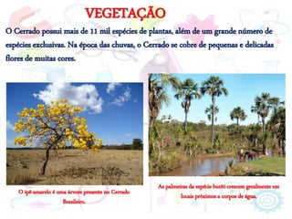 VEGETAÇÃO
O Cerrado possui mais de 11 mil espécies de plantas, além de um grande número de
espécies exclusivas. Na época das chuvas, o Cerrado se cobre de pequenas e delicadas
flores de muitas cores.
O ipê-amarelo é uma árvore presente no Cerrado
Brasileiro.
As palmeiras da espécie buriti crescem geralmente em
locais próximos a corpos de água.
 