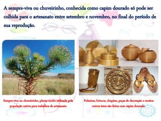 Sempre-viva ou chuveirinho, planta muito utilizada pela
população nativa para trabalhos de artesanato
Pulseiras, brincos, chapéus, peças de decoração e muitos
outros itens são feitos com capim dourado.
A sempre-viva ou chuveirinho, conhecida como capim dourado só pode ser
colhida para o artesanato entre setembro e novembro, no final do período de
sua reprodução.
 